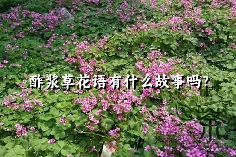 酢浆草花语有什么故事吗？