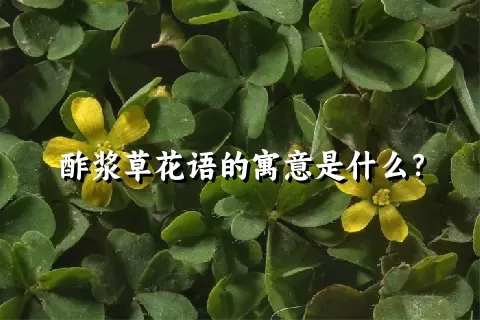 酢浆草花语的寓意是什么？