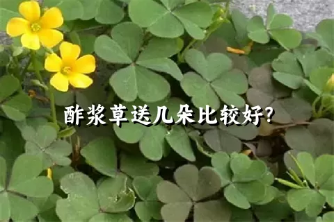 酢浆草送几朵比较好？