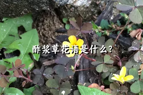 酢浆草花语是什么？