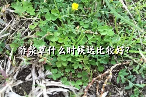 酢浆草什么时候送比较好？