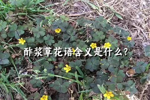 酢浆草花语含义是什么？