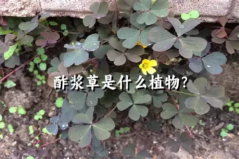 酢浆草是什么植物？