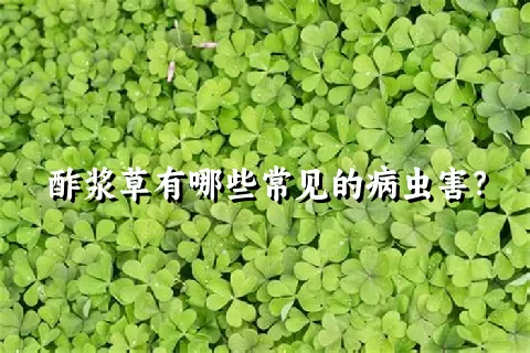 酢浆草有哪些常见的病虫害？