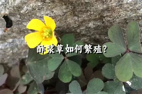 酢浆草如何繁殖？