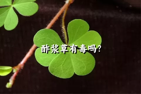 酢浆草有毒吗？