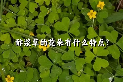 酢浆草的花朵有什么特点？