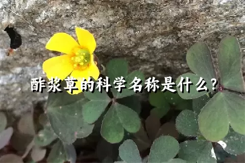 酢浆草的科学名称是什么？