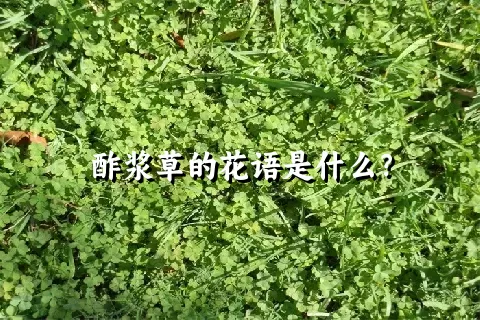 酢浆草的花语是什么？