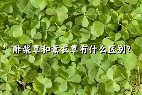 酢浆草和薰衣草有什么区别？