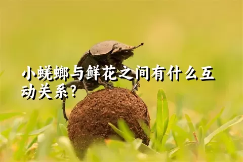 小蜣螂与鲜花之间有什么互动关系？