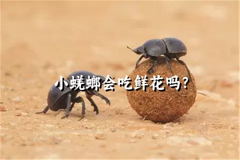 小蜣螂会吃鲜花吗？