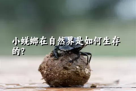 小蜣螂在自然界是如何生存的？