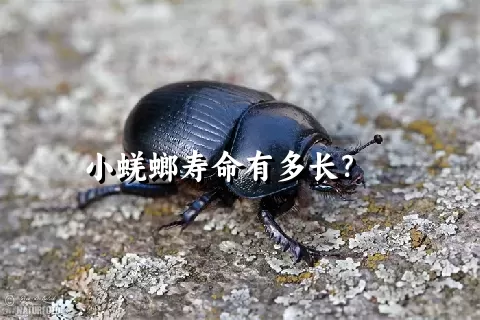 小蜣螂寿命有多长？    