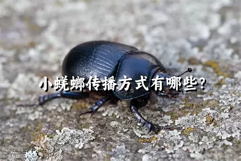 小蜣螂传播方式有哪些？