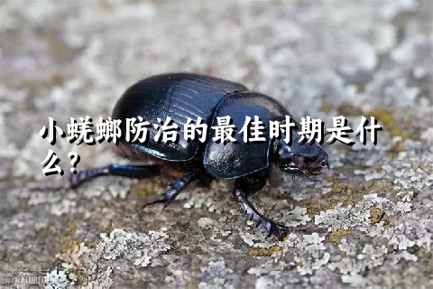 小蜣螂防治的最佳时期是什么？