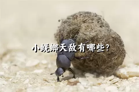 小蜣螂天敌有哪些？