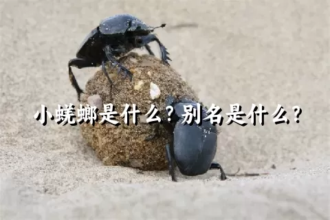 小蜣螂是什么？别名是什么？