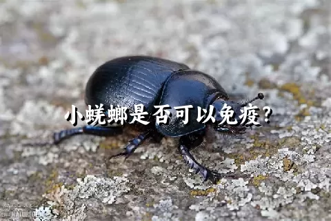 小蜣螂是否可以免疫？