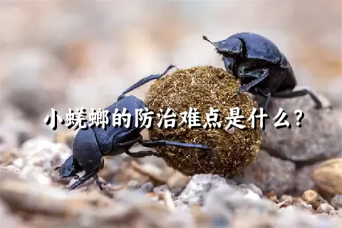 小蜣螂的防治难点是什么？