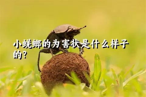 小蜣螂的为害状是什么样子的？