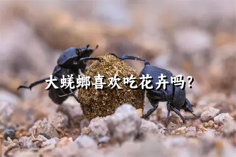 大蜣螂喜欢吃花卉吗？