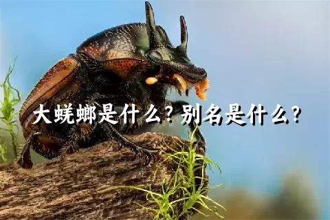 大蜣螂是什么？别名是什么？