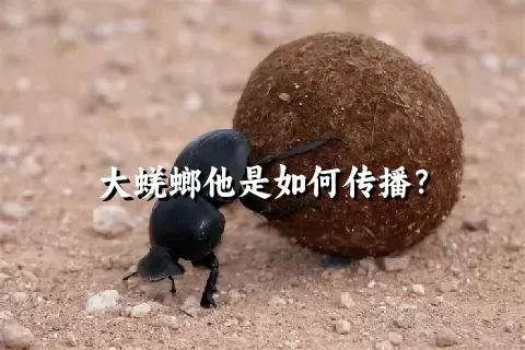 大蜣螂他是如何传播？