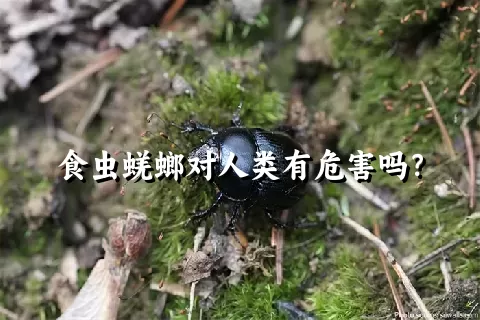 食虫蜣螂对人类有危害吗？