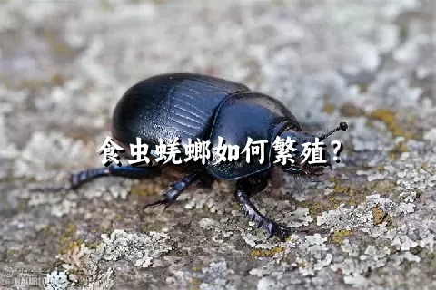 食虫蜣螂如何繁殖？