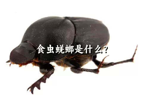 食虫蜣螂是什么？