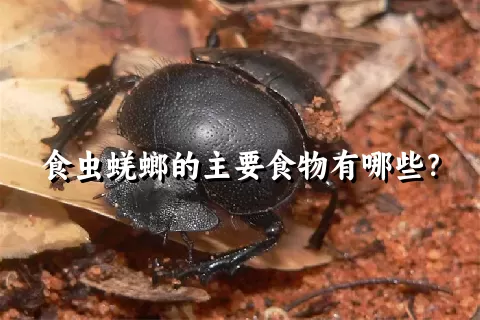 食虫蜣螂的主要食物有哪些？