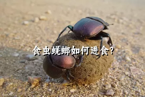 食虫蜣螂如何进食？