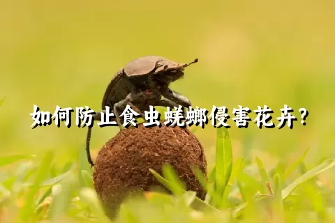 如何防止食虫蜣螂侵害花卉？