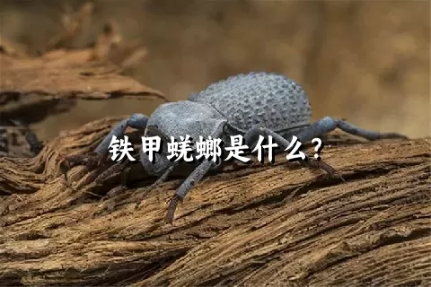 铁甲蜣螂是什么？