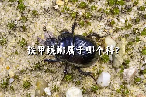 铁甲蜣螂属于哪个科？