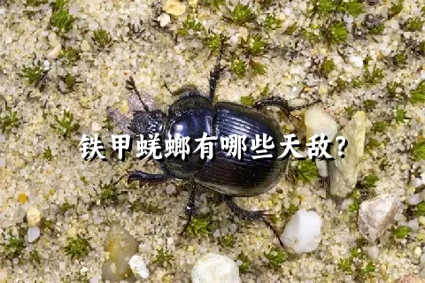 铁甲蜣螂有哪些天敌？