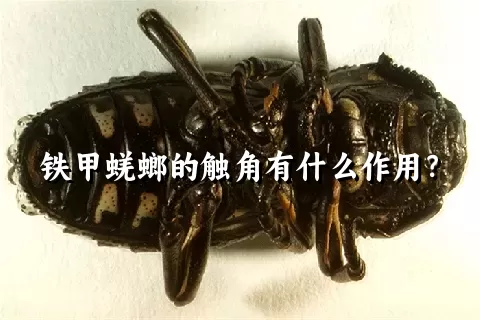 铁甲蜣螂的触角有什么作用？