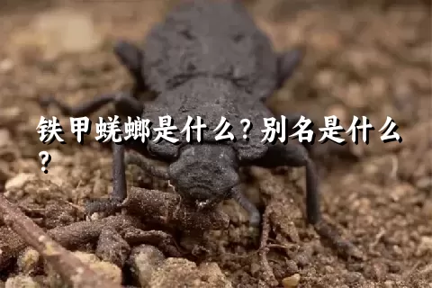 铁甲蜣螂是什么？别名是什么？