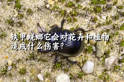 铁甲蜣螂它会对花卉和植物造成什么伤害？