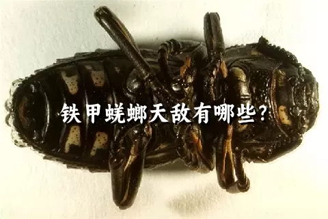 铁甲蜣螂天敌有哪些？