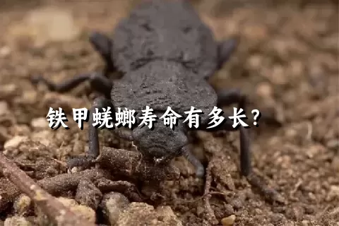 铁甲蜣螂寿命有多长？    