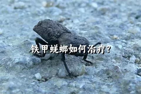 铁甲蜣螂如何治疗？