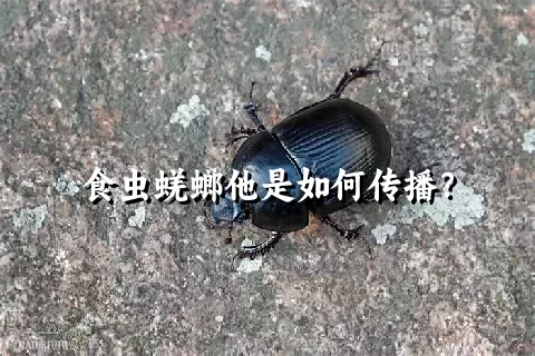 食虫蜣螂他是如何传播？