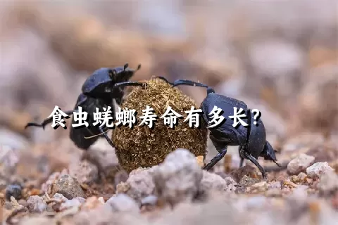 食虫蜣螂寿命有多长？    