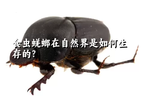 食虫蜣螂在自然界是如何生存的？