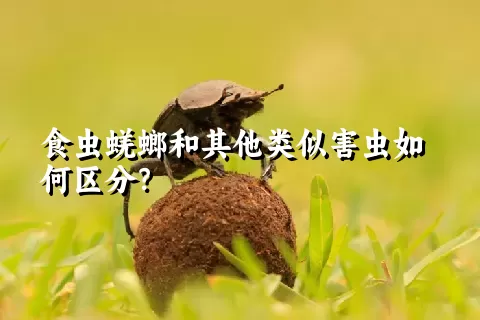 食虫蜣螂和其他类似害虫如何区分？