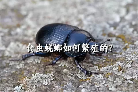 食虫蜣螂如何繁殖的？