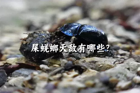 屎蜣螂天敌有哪些？