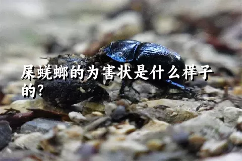 屎蜣螂的为害状是什么样子的？